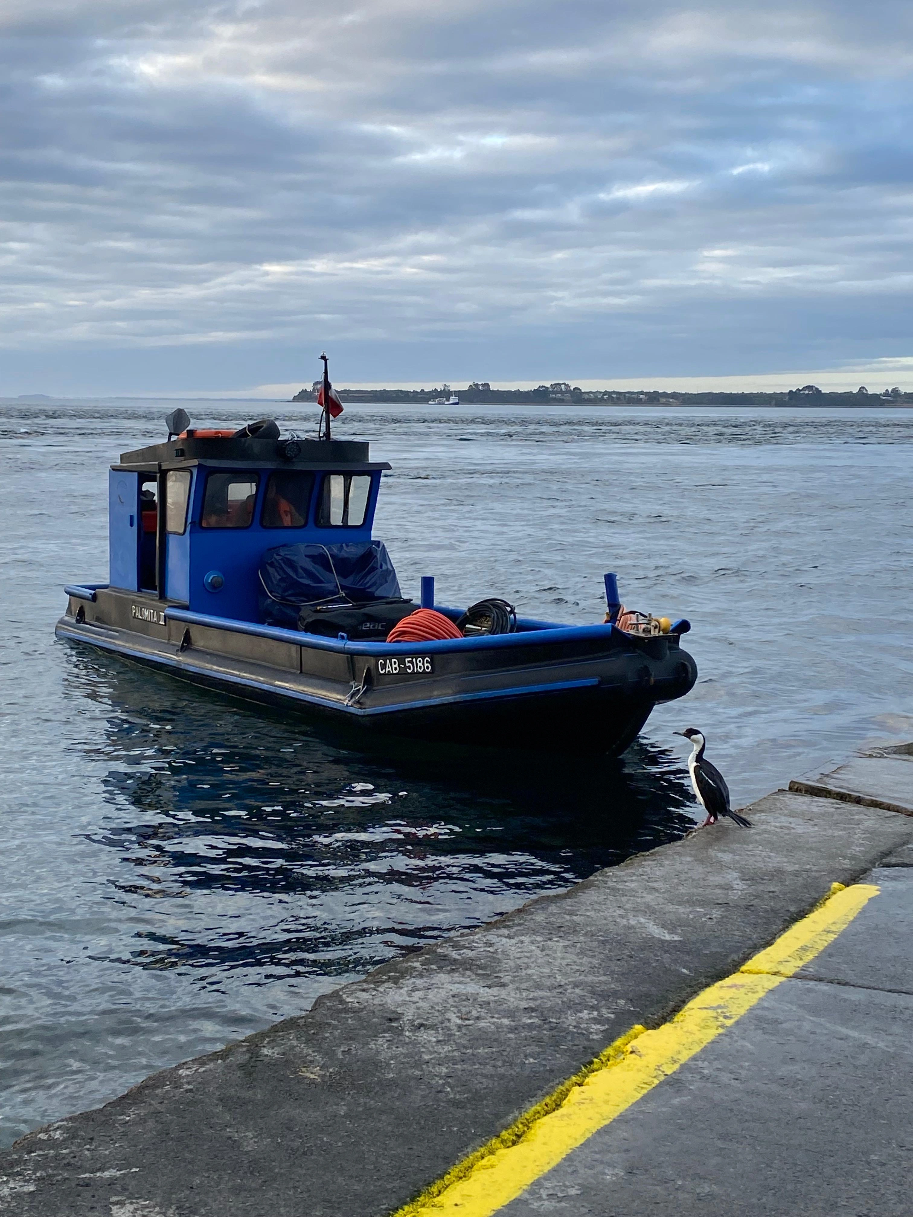 Palomita II - Foto 3